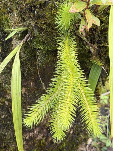 Phlegmariurus squarrosus observed 2026-03-08