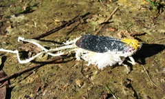 Cerogenes auricoma