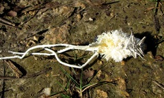 Cerogenes auricoma