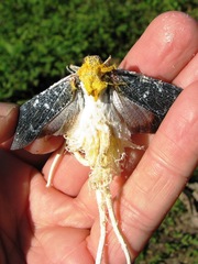 Cerogenes auricoma