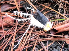 Cerogenes auricoma