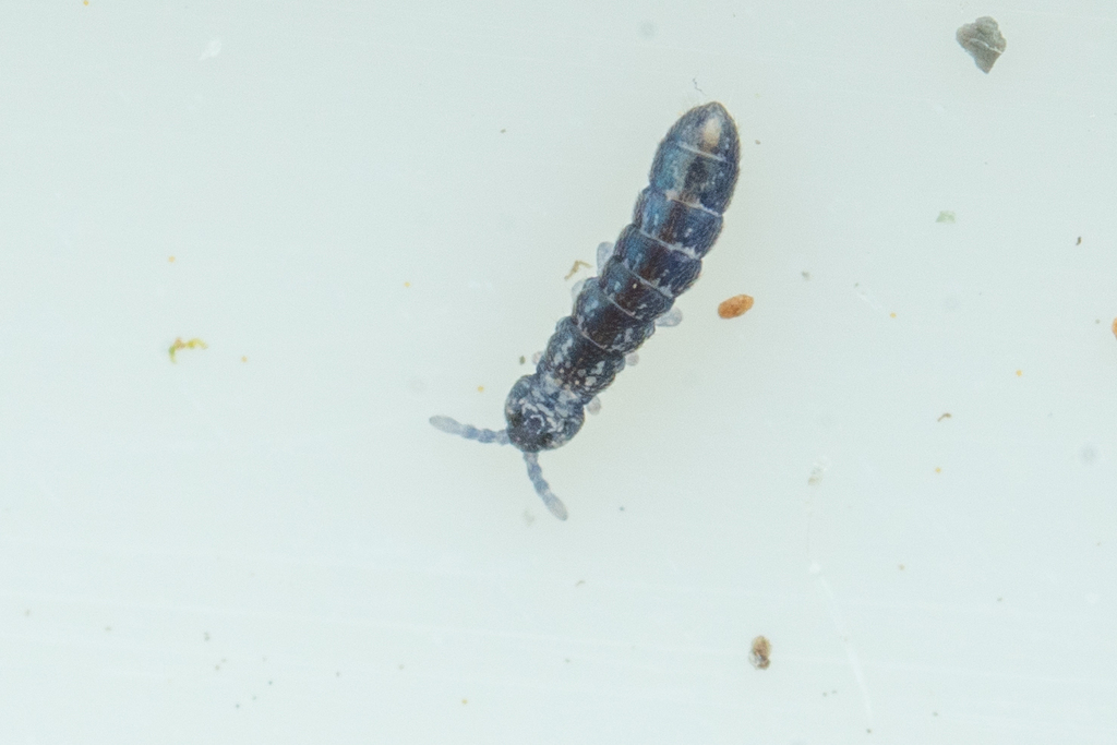 Anurophorus pacificus