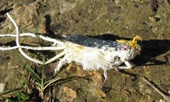 Cerogenes auricoma