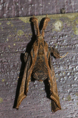 Sacada