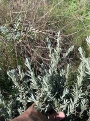 Eriogonum fasciculatum