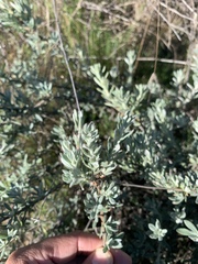 Eriogonum fasciculatum