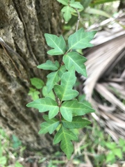 Toxicodendron radicans image