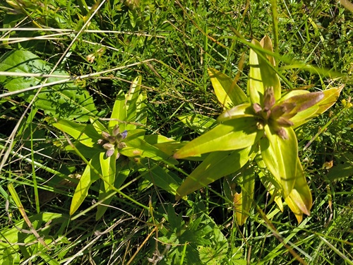 Cross Gentian (Gentiana cruciata)