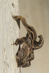 Sacada
