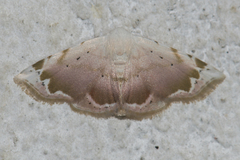 Eublemma roseonivea