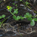 Ranunculus hyperboreus - Photo (c) Chuck Sexton,  זכויות יוצרים חלקיות (CC BY-NC), הועלה על ידי Chuck Sexton