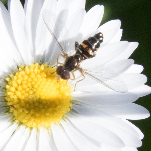 Unknown species found near Douglas County, OR, USA