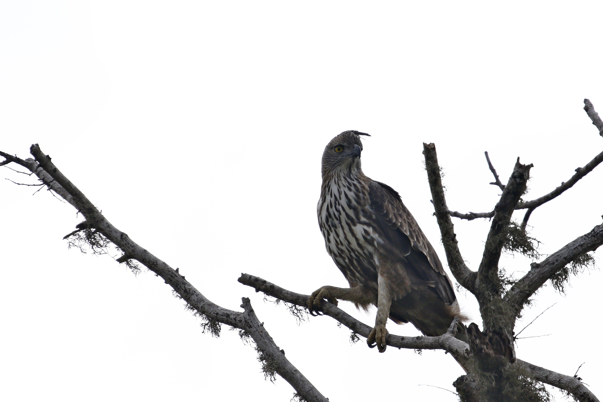 Changeable Hawk-Eagle (Nisaetus cirrhatus), photo 7