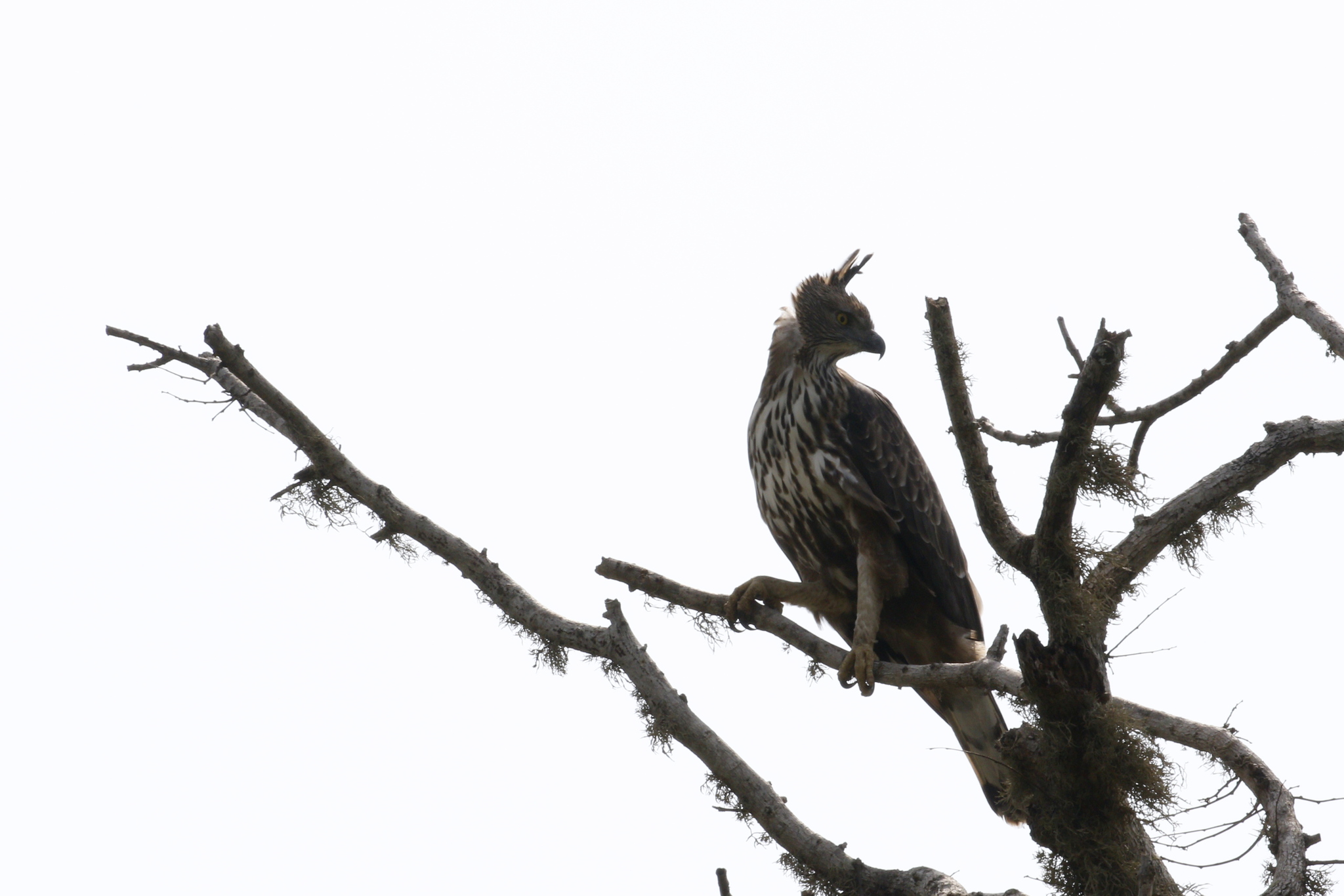 Changeable Hawk-Eagle (Nisaetus cirrhatus), photo 9