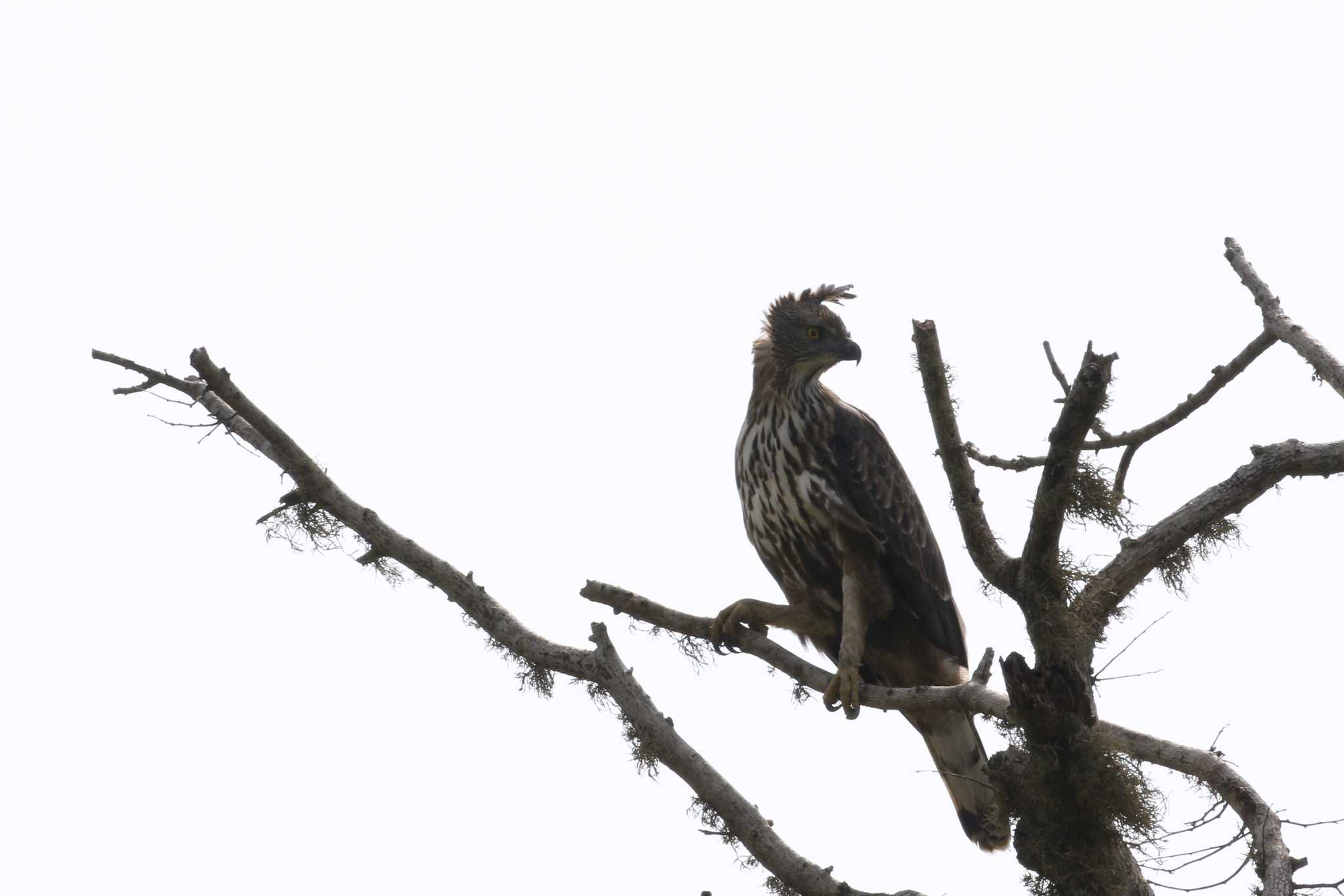 Changeable Hawk-Eagle (Nisaetus cirrhatus), photo 8
