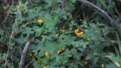 Argyrolobium tomentosum