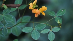 Argyrolobium tomentosum