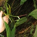 Anthurium mindense Sodiro