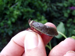 Copidocephala guttata