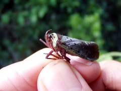 Copidocephala guttata