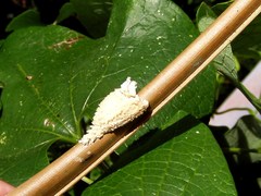 Copidocephala guttata