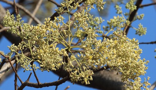 Garuga pinnata observed 2026-03-03