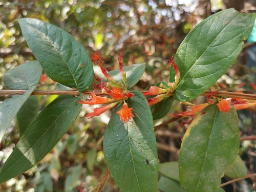 Fire-flame bush (Woodfordia fruticosa)