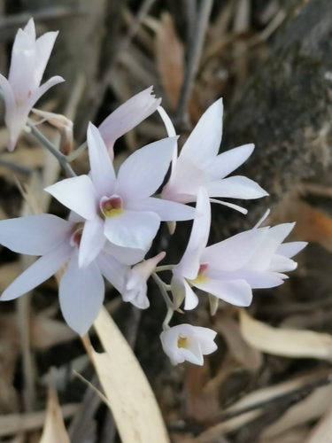 Small Bearded Dendrobium (Dendrobium barbatulum)