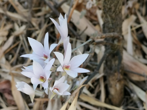 Dendrobium barbatulum, photograph 5