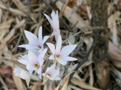 Dendrobium barbatulum, photograph (c) Darren Obbard, some rights reserved (CC BY)