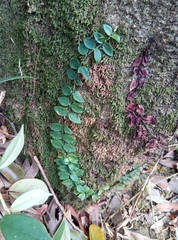 Psychotria serpens