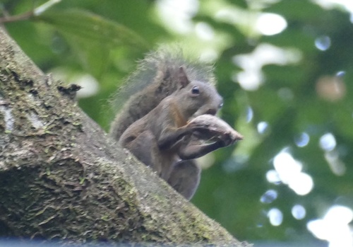 Guianan Squirrel