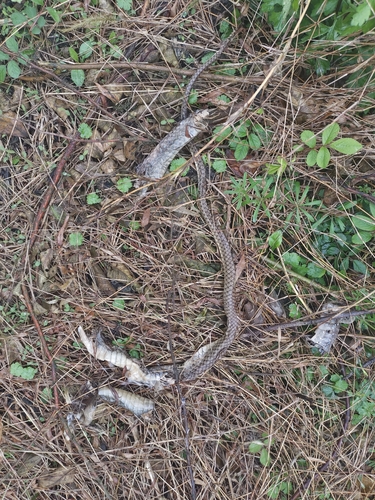 Indo-Chinese Rat Snake