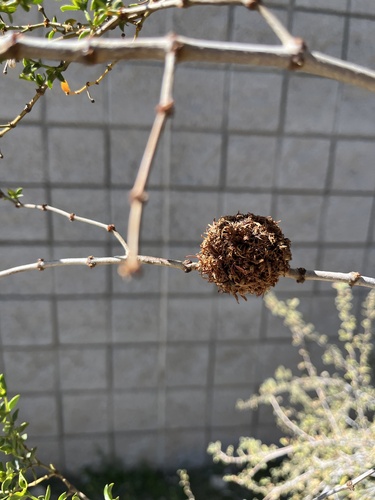 Unknown species found near Red Rock Canyon National Conservation Area, Las Vegas, NV, US