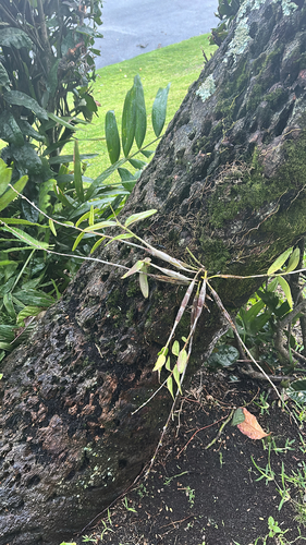 Dendrobium observed 2026-02-15
