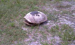 Deirochelys reticularia