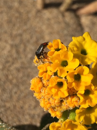 Lygus abroniae, 2020-02-26