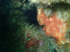 Dragmacidon mexicanum