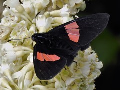 Mimoniades nurscia