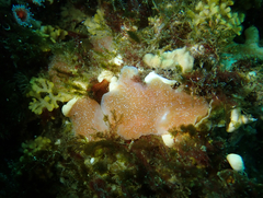 Aplidium solidum