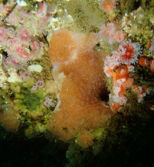 Aplidium solidum
