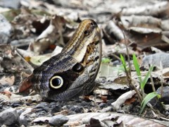 Caligo oileus scamander