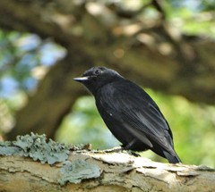 Melaenornis pammelaina ater