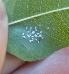 Siphoninus phillyreae