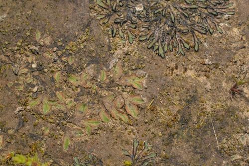 Campbell crystalwort (Riccia campbelliana)
