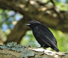 Melaenornis pammelaina ater
