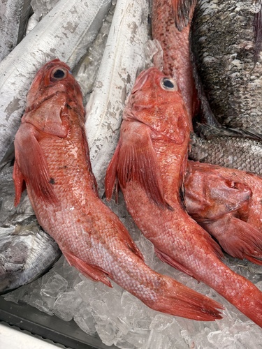 Shortspine Thornyhead