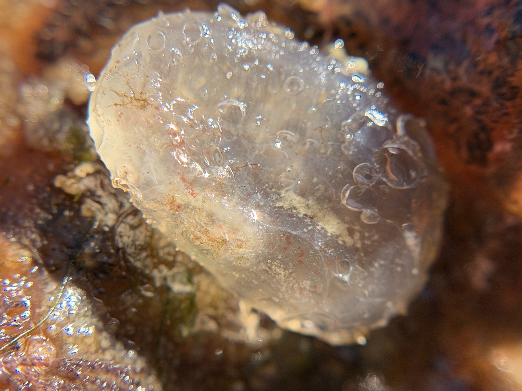 Ascidiella aspersa (Müller, 1776)