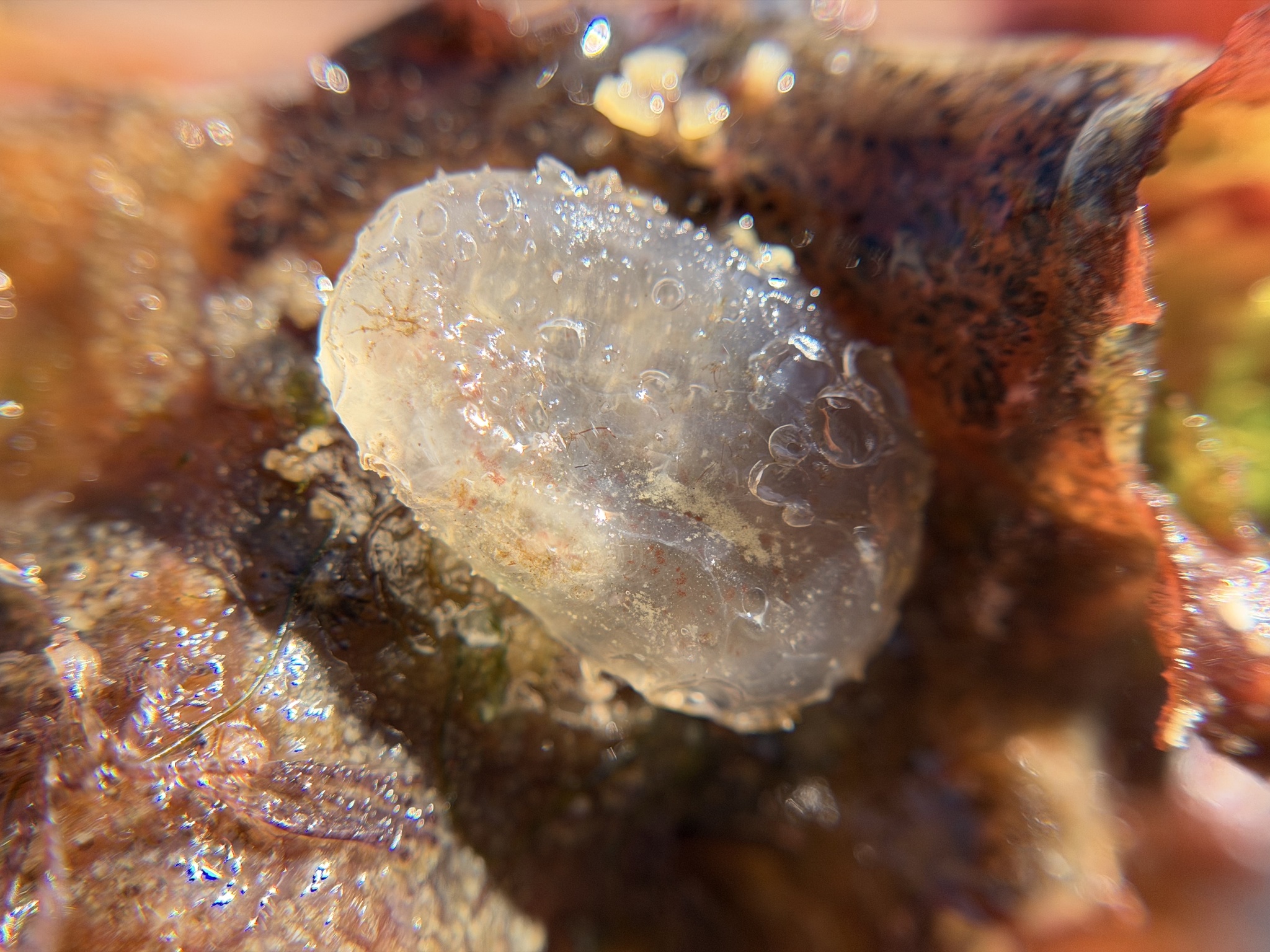 Ascidiella aspersa (Müller, 1776)
