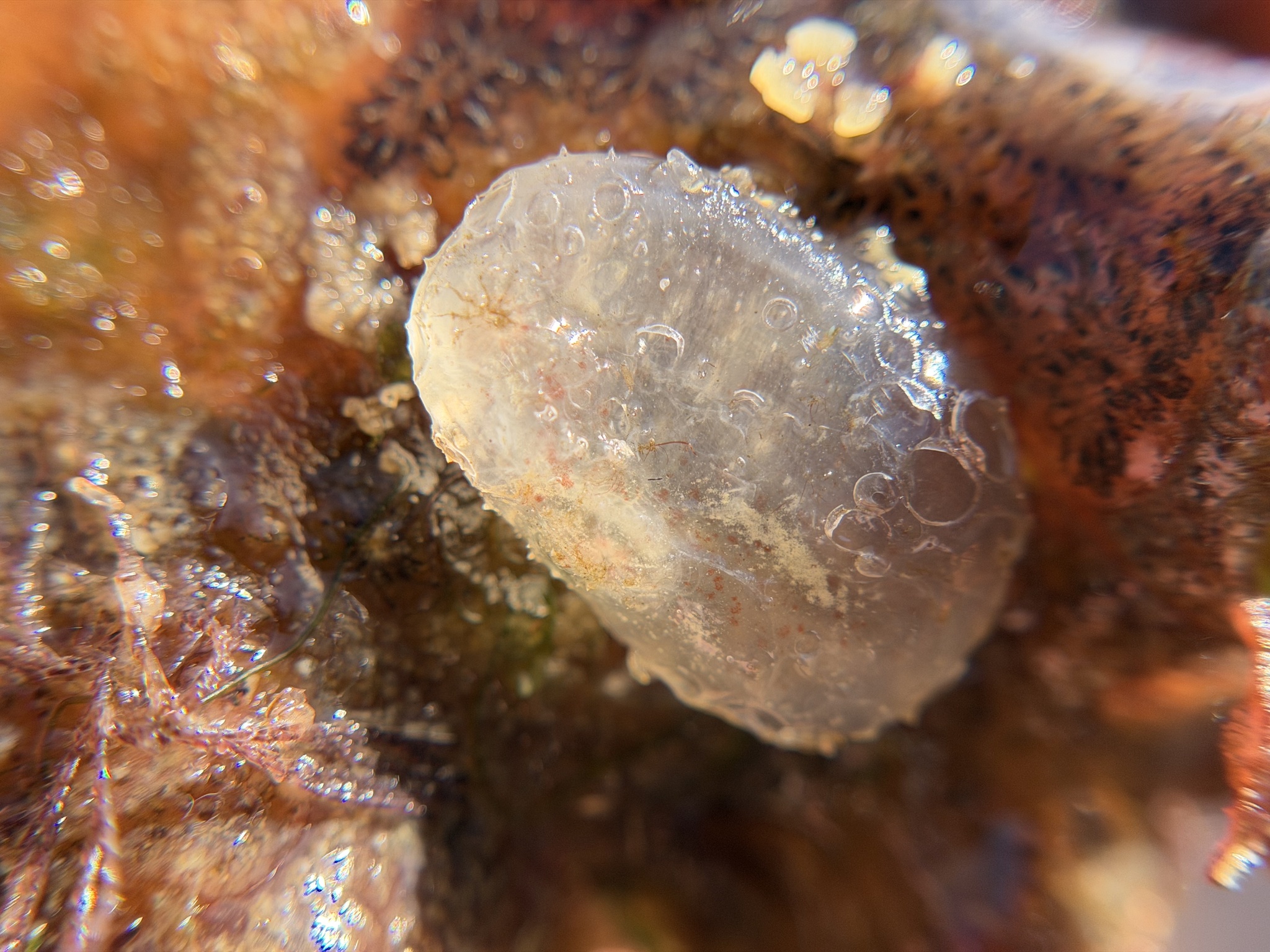 Ascidiella aspersa (Müller, 1776)